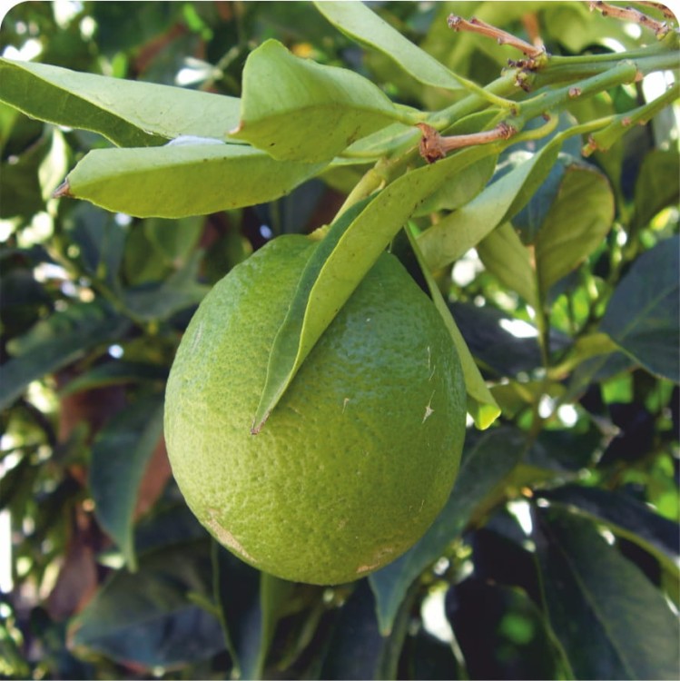 Earl Grey foto.jpg