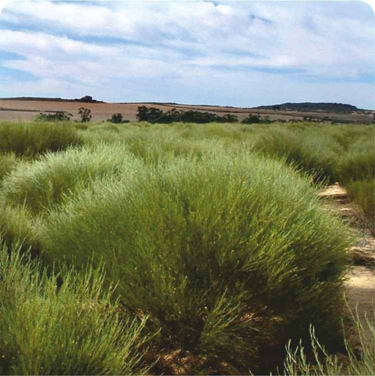 Rooibos foto.jpg