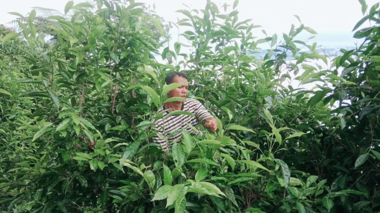 Manipur6.jpg