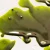 olej-matcha-z-bliska.webp