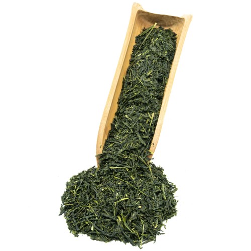 SHINCHA-UJI-2026-4.JPG